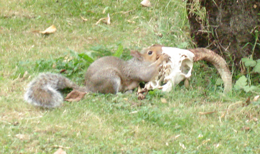 Squirrel gnawing on a goat skull
