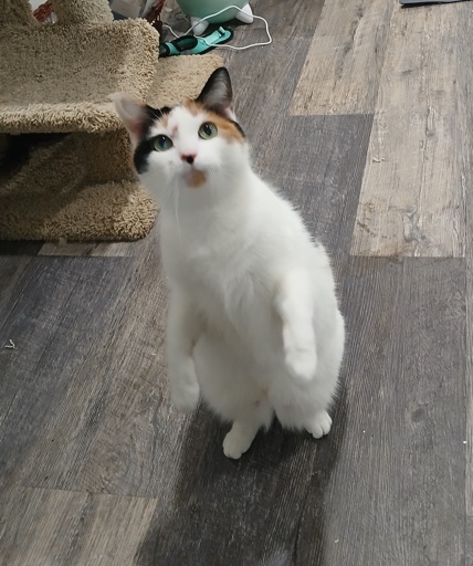 calico cat sitting up on her back legs
